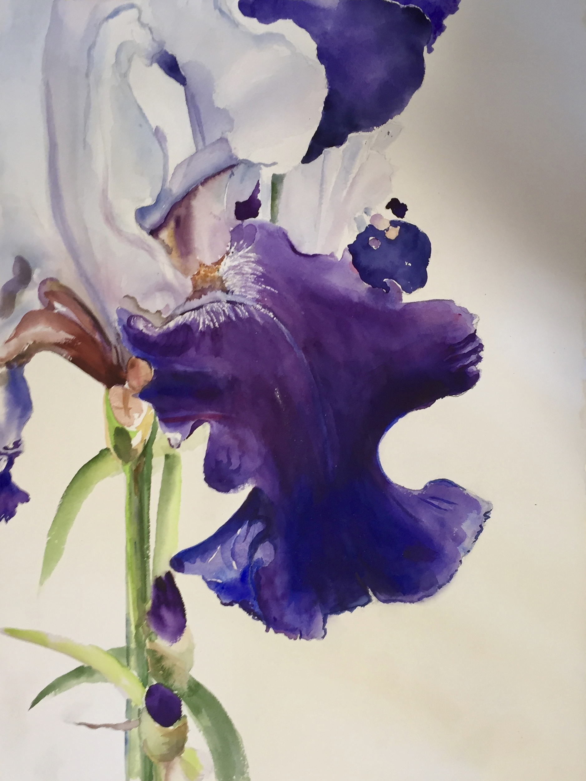 Blue Iris