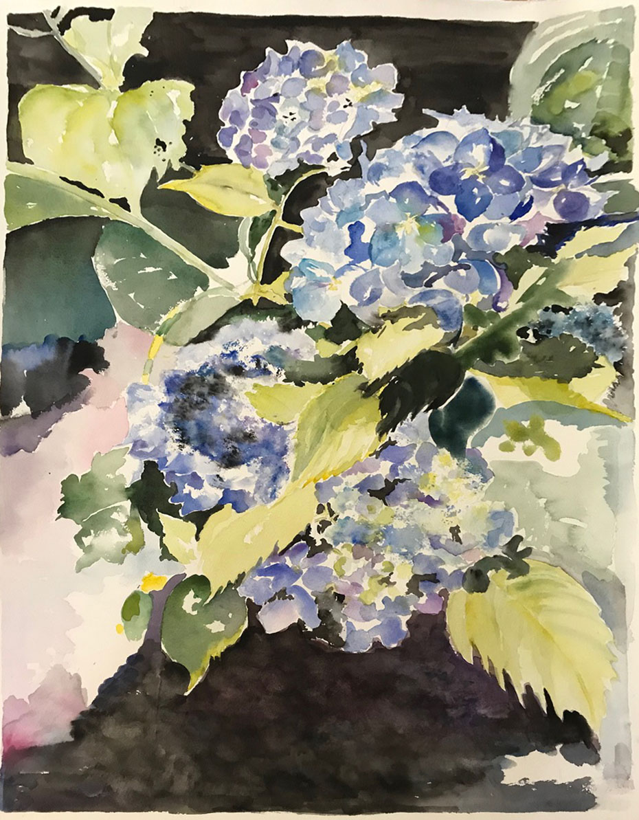 Hydrangeas