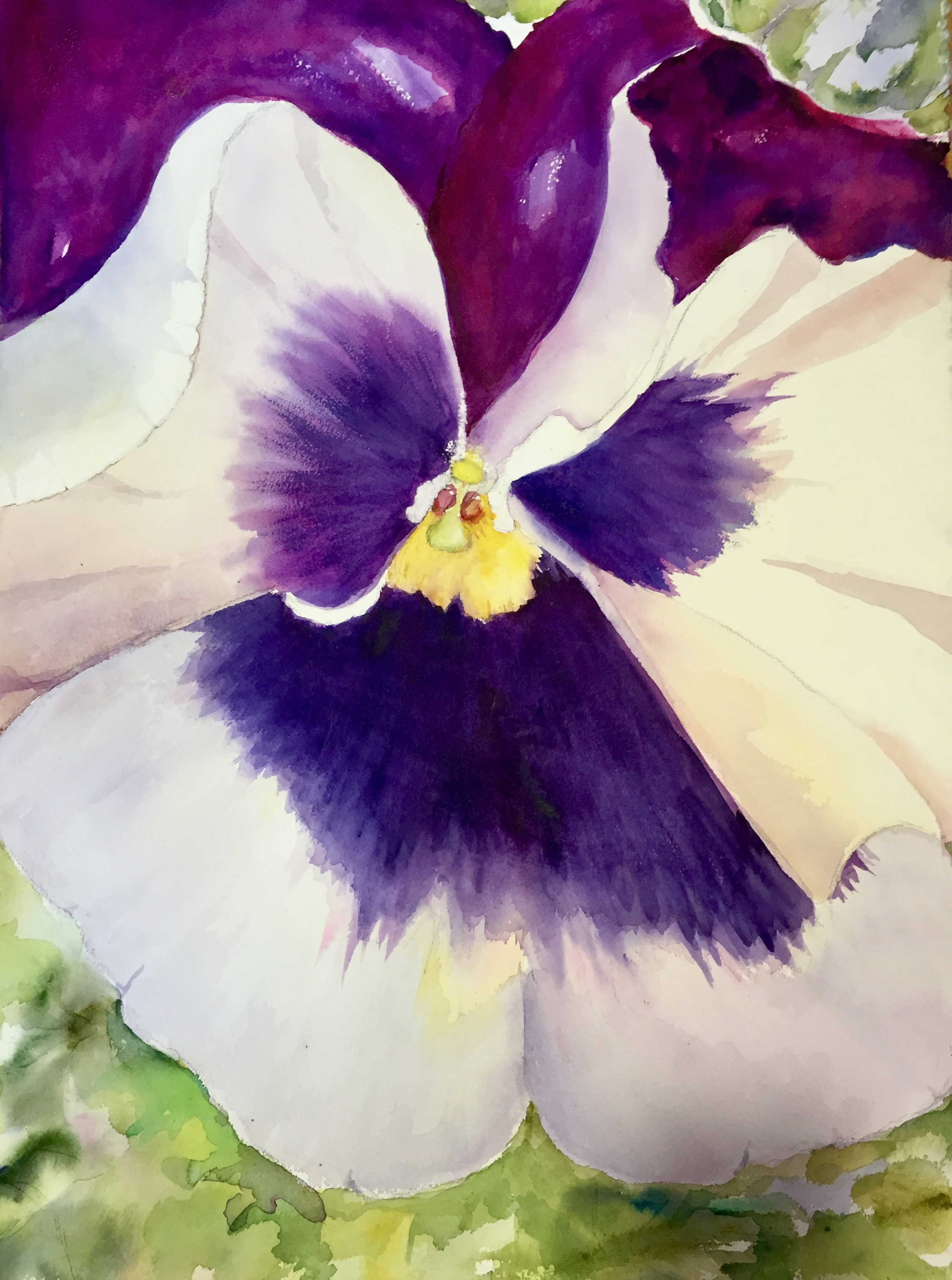 Pansy