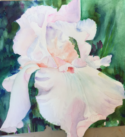 Pink Iris