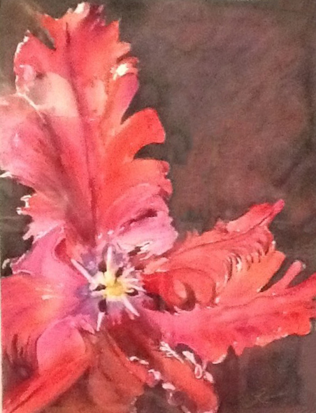 Red Parrot Tulip I