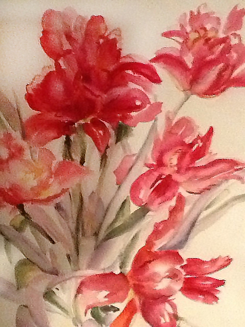 Red Parrot Tulip II